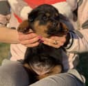 Photo of 12 weeks old Rottweiler Puppies for Adoption