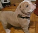 Photo of Nice English Bulldog Puppies