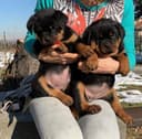 Photo of 12 weeks old Rottweiler Puppies for Adoption
