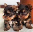Photo of Quality Tiny Yorkie Puppies