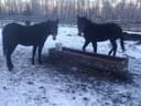 Photo of Matching Jennies