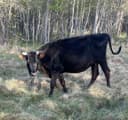 Photo of Black Cow
