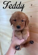 Photo of Beautiful red golden retriever puppies