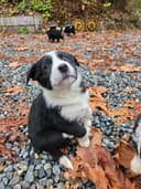Photo of Christmas puppies Lab-Rottweiler/Border collie