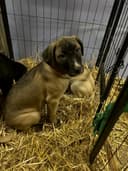 Photo of Rare Guardian Puppies (Kangal, Caucasian Shepherd, Cane Corso, Greyhound mix)