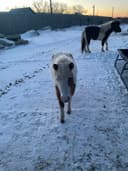 Photo of Minature pony’s for sale male and female, preferably sell as a pair