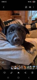 Photo of 10 week old male rottweiler/lab and border collie