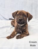 Photo of Black and Brindle Lab Cross Puppies Available Immediately