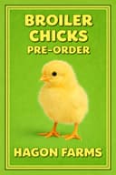 Photo of Broiler chicks