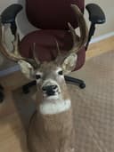 Photo of Unique Whitetail Mount