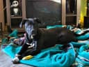 Photo of 7 month old Cane Corso X great Pyrenees