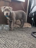 Photo of American Bully Puppys