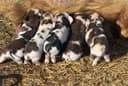 Photo of Purebred Kunekune piglets