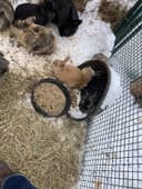 Photo of Rex/Lionhead Bunny Rabbits for sale