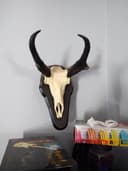 Photo of Antelope skull