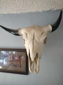 Photo of Buffalo skull