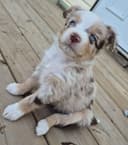Photo of Mini Aussie Puppies