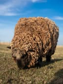 Photo of Pure breed flock of sheep