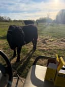 Photo of Yearling bull -Black Angus