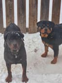 Photo of Rottweiler PUPPYS! Ready to go