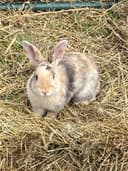 Photo of Calico Bunny Rabbit Rabbit Buck (male)