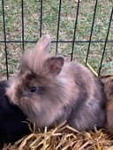 Photo of Rex and Lionhead Bunny Rabbits