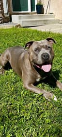 Photo of Staffy Stud