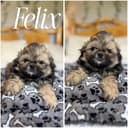 Photo of Beautiful shih tzu puppies ready to go