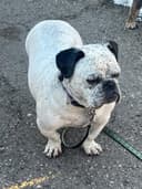 Photo of Four year-old English bulldog