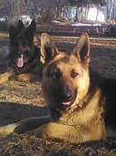 Photo of Purebred German Shepherd puppies