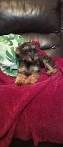 Photo of $1450 each. A mature Poodle mix female sisters-puppy