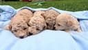 Photo of Only 3 Left!!! Adorable Bichon/Poodle (Poochon) Puppies!!!