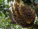 Photo of Honey Bee Rescue