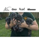 Photo of Purebred Miniature Dachshunds - Rare blue coat