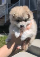 Photo of 🤍🖤Silver Spruce Toy Pomskies F2b Brindle (very rare) litter🖤🤍